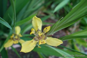 Guadeloupe Août 2015-02657  
